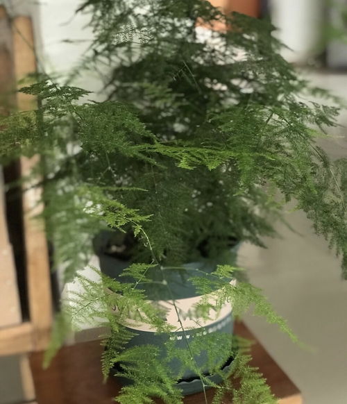文竹怎么养才能快速抽出新芽？有哪些正确的养护方法可以参考