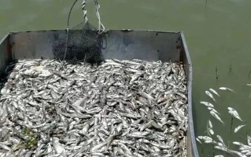 饲料里掺骨头渣对养殖效果有影响吗？养殖户亲测靠谱吗？