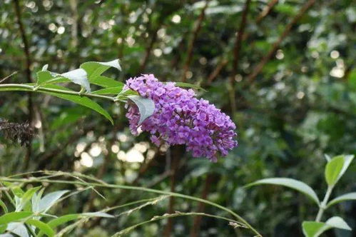 醉鱼草的生长环境