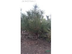 二、长景园林：苗木种植与销售的专家