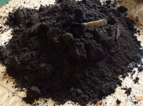 花卉细菌如何有效清除？