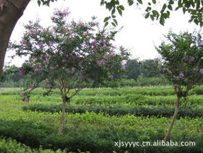 灌木花品种繁多，各有各的特色