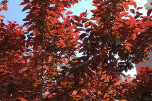 苗木品种，哪些会涨价？龙柏、蜀桧、金叶女贞，你认识几个？