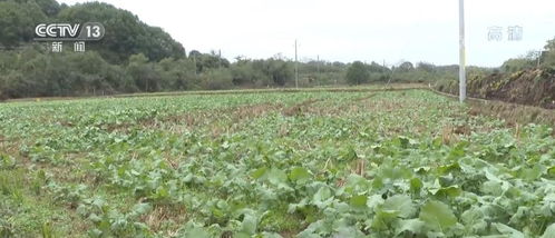 三环唑的选择性