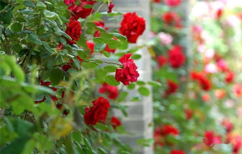 姹紫嫣红、 芳香四溢