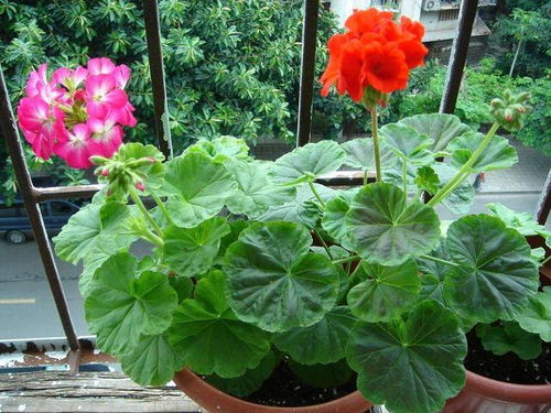 夏花与冬草的生存智慧