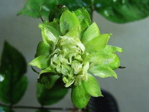 帝君袍：绿色月季的霸主