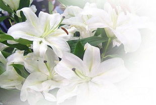 种植技巧分享， 注意防病和施肥