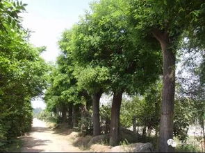 移植后的管理， 如同一场细心的呵护