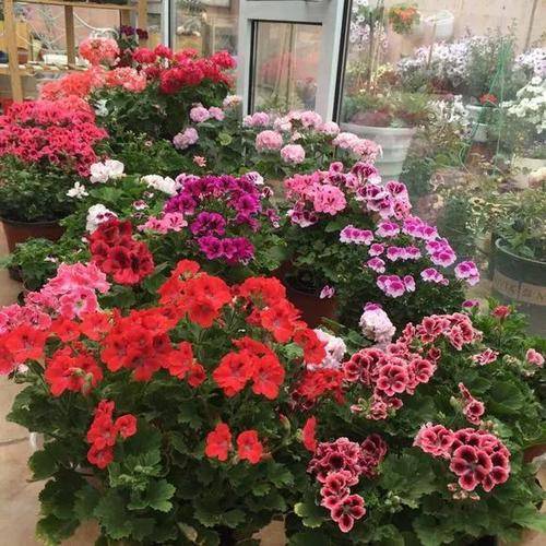 天竺葵：驱蚊小嫩手