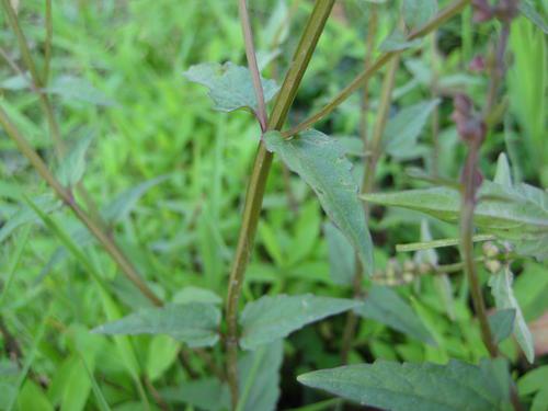 穿心莲的药用价值有哪些？它的功效作用是什么