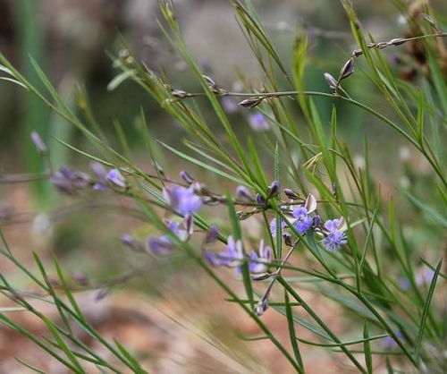 种植远志的其他注意事项