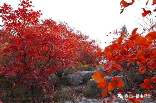 红枫：热烈爱情，秋日浪漫之花