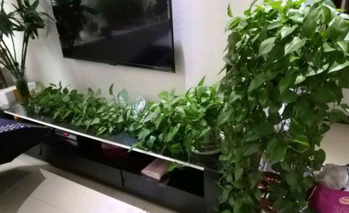 搭配种植的艺术