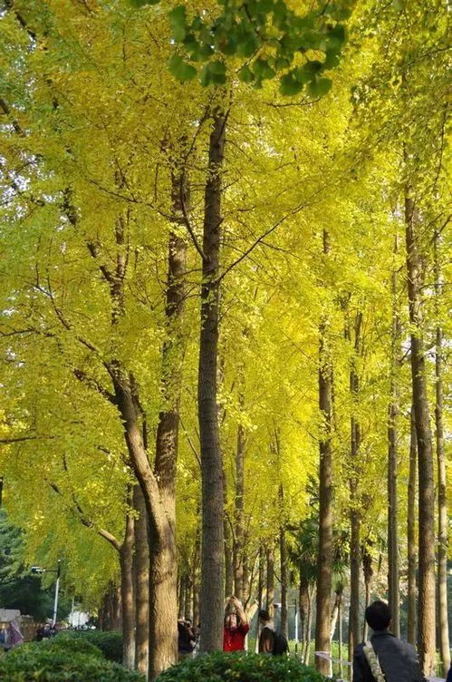 如何省30%养护费，提速3年成景，避免公园银杏树养护的常见问题？