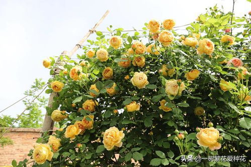 月季花，选哪种不会错？