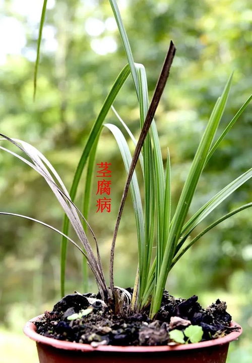 “兰花茎腐病如何防治？”