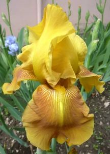 鸢尾花：永固的友谊