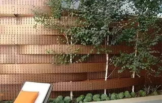 大门围墙外种啥树好？耐寒又美观的树树子