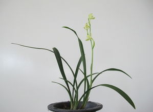 剑兰花养护秘诀：阳光充足