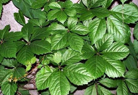 爬山虎，是不是葡萄科的？