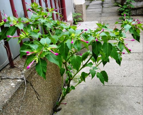 速生植物排行榜