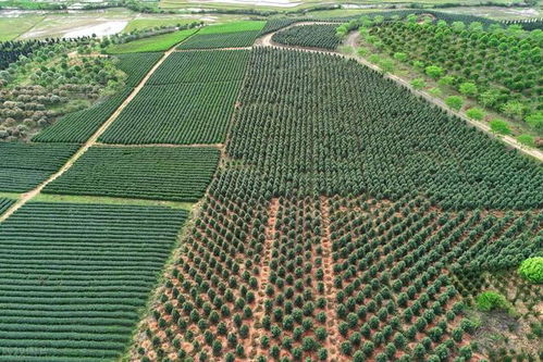 北方乡村绿化苗木品种大盘点