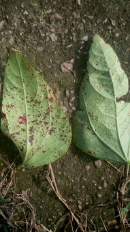 豆角粉锈病，怎么破？特效药来帮忙！