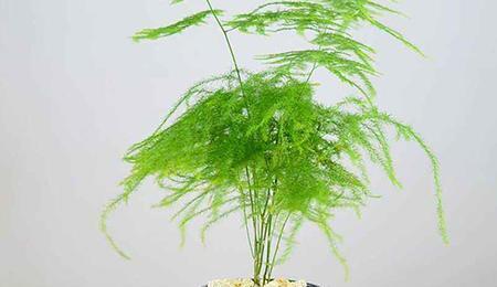 雨水：天然的微酸水