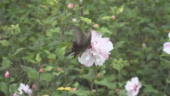 选择合适的种植时间和地点