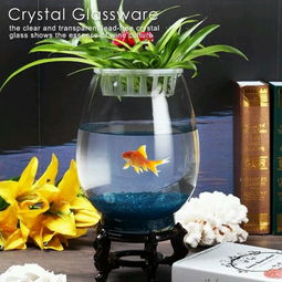 好养又好kan的花儿们