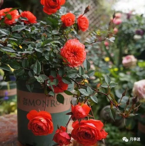 月季花的冬季呵护， 就像给老朋友穿上棉袄