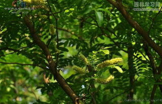 豆科植物的多样用途