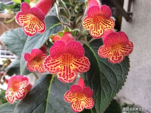 本土品种的崛起