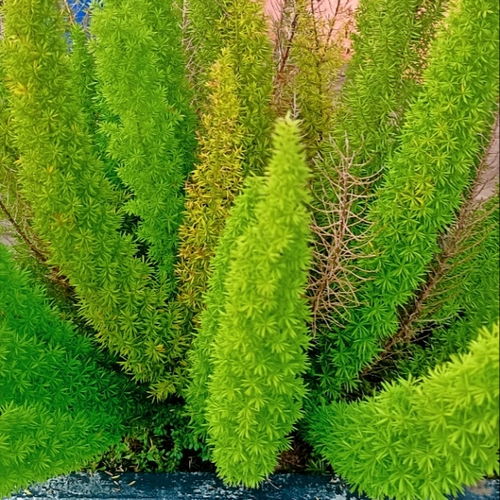 植物文化创新：社区里的乡土风情