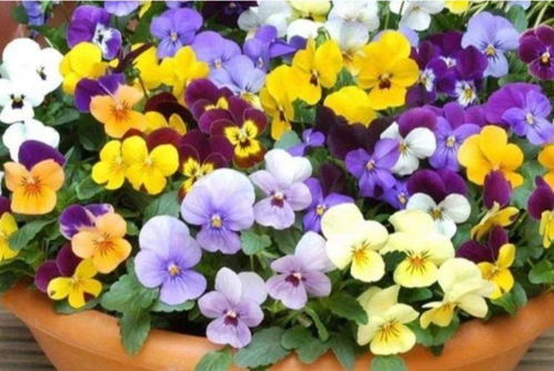 草原上的花朵：生命力无限