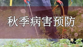 修剪枯枝， 药剂防治，月季花重获生机