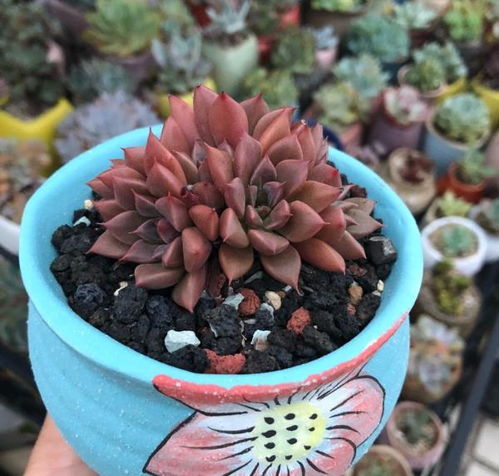 多肉植物控型技巧