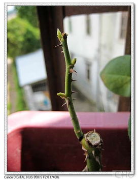 压条的方法大揭秘