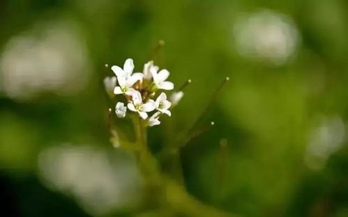注意：白花虽美， 切勿误食