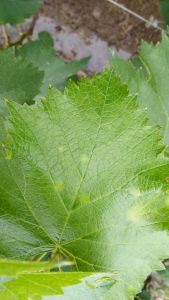 葡萄叶子长斑的烦恼