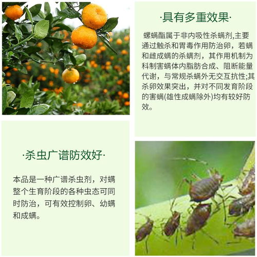 小蜘蛛杀虫剂对果树虫害的“奇效”之谜