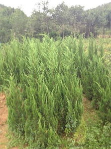 柏树种植前的准备