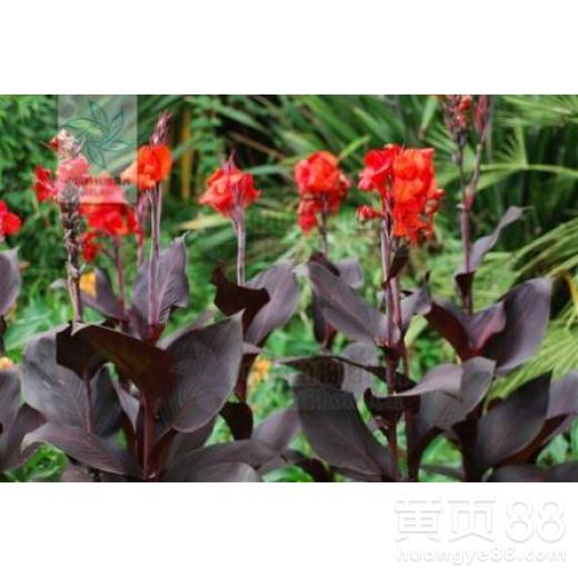 紫叶美人蕉的价格之谜