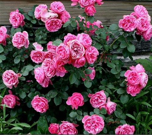 优点一：花期长， 勤花不停歇