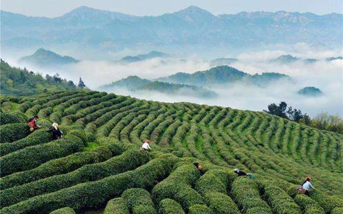 茶叶大国：中国茶叶的生产与农药问题