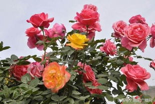 南阳市淅川县陶岔， 月季产业发展战略