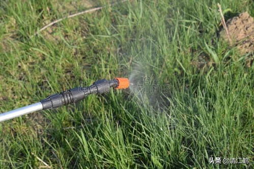 草甘膦钾盐水剂，小麦田杂草的克星？