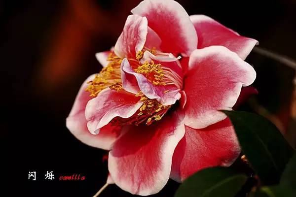 山茶花，日本传统名花