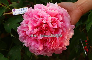 从苗圃到阳台的流同过程中， 价格可嫩膨胀3-8倍：